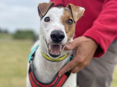 Maui | Terrier (Jack Russell) Cross | Basildon (Essex) - 3