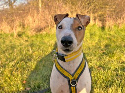 Maui | Terrier (Jack Russell) Cross | Basildon (Essex) - 5
