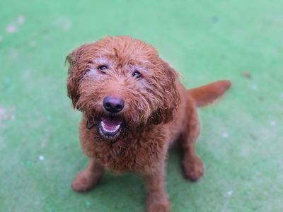 Gordon | Retriever (Labrador) Cross | Manchester - 5