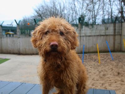 Gordon | Retriever (Labrador) Cross | Manchester - 3