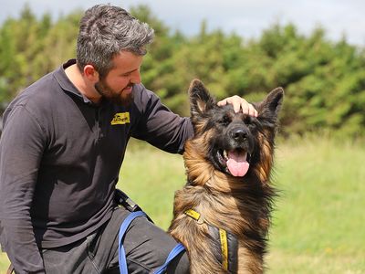 Ragnor | German Shepherd Dog | Leeds - 3