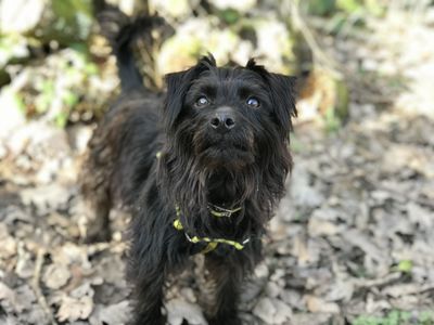Holly | Crossbreed | Cardiff - 3