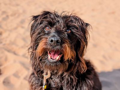Holly | Crossbreed | Cardiff - 3