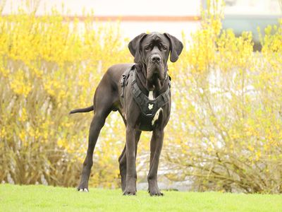 Adopt a shop great dane