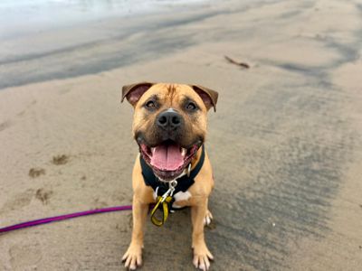 Spud | American Bulldog Cross | Cardiff - 5