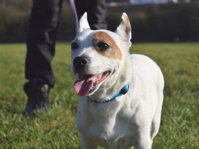 Jesse | Terrier (Jack Russell) | Harefield West London - 5