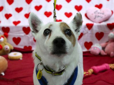 Jesse | Terrier (Jack Russell) | Harefield West London - 3