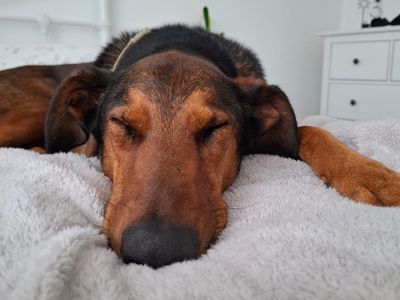 Jac, a 6 years old male Dobermann available for adoption from Dogs Trust in Devon