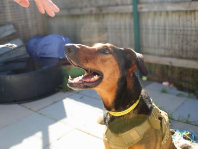Jax, a 6 years old male Dobermann X available for adoption from Dogs Trust in West Sussex