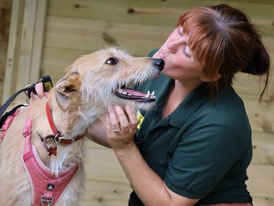 Marley | Lurcher Cross | Leeds - 3