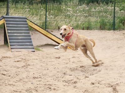 Marley | Lurcher Cross | Leeds - 5