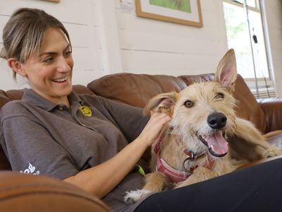 Marley | Lurcher Cross | Leeds - 2