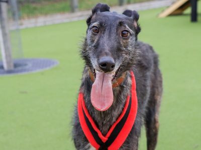 Lily | Deerhound | Evesham (Worcestershire) - 3