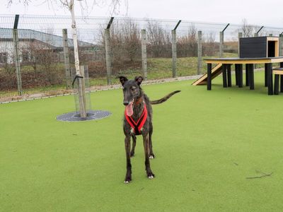 Lily | Deerhound | Evesham (Worcestershire) - 5