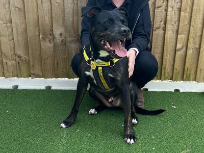 Shadow | Terrier (Staffordshire Bull) Cross | Loughborough - 3