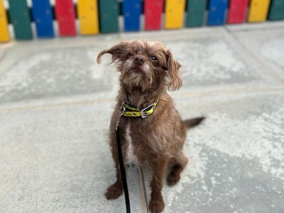 Bramble | Chihuahua (Long Coat) Cross | Canterbury - 3