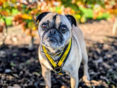Dexter | Pug Cross | Cardiff - 3