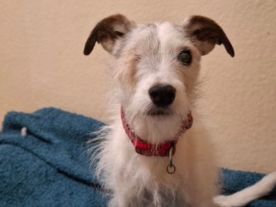 Beatrice | Terrier (Jack Russell) Cross | Ilfracombe - 3