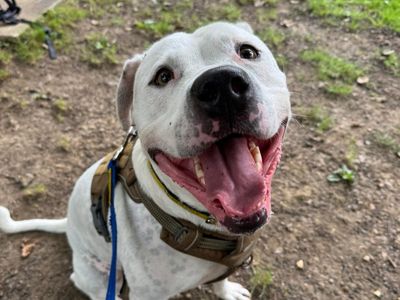 Obi | Terrier (Staffordshire Bull) Cross | Canterbury - 3