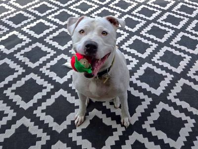 Obi | Terrier (Staffordshire Bull) Cross | Canterbury - 1