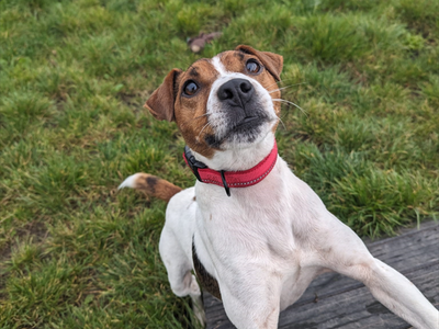 Max | Terrier (Jack Russell) | Cardiff - 3