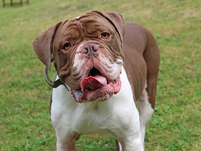 Rodney, a 4 years old male Bulldog available for adoption from Dogs Trust in Merseyside, Liverpool
