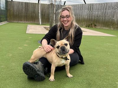 Leo | French Bulldog | Evesham (Worcestershire) - 2