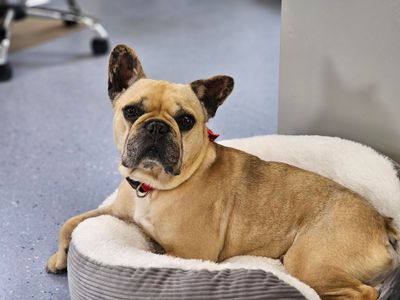 Leo | French Bulldog | Evesham (Worcestershire) - 4