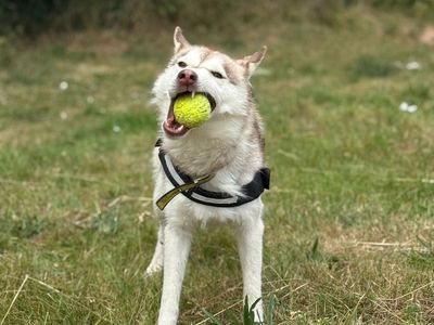 Lula | Siberian Husky | Shrewsbury (Shropshire) - 3