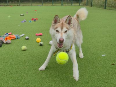Lula | Siberian Husky | Shrewsbury (Shropshire) - 3