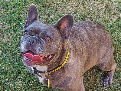 Bella | French Bulldog | Basildon (Essex) - 3