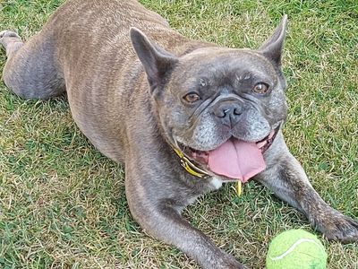 Bella | French Bulldog | Basildon (Essex) - 2