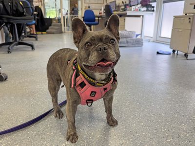 Bella | French Bulldog | Basildon (Essex) - 5