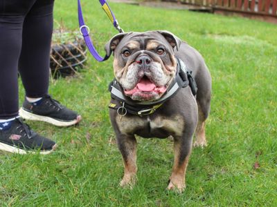 Tilda | Bulldog | Newbury (Berkshire) - 3