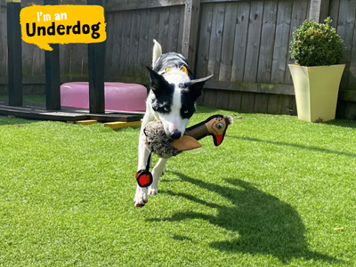 Hugo | Collie (Border) | West Calder (Edinburgh) - 4
