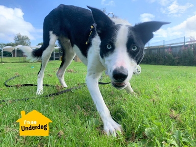 Hugo | Collie (Border) | West Calder (Edinburgh) - 4