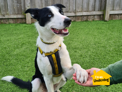 Hugo, a 4 years old male Collie available for adoption from Dogs Trust in West Calder, Scotland