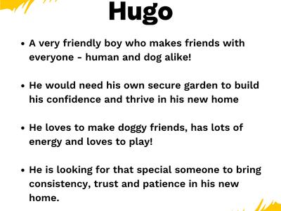 Hugo | Collie (Border) | West Calder (Edinburgh) - 2