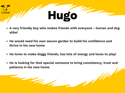 Hugo | Collie (Border) | West Calder (Edinburgh) - 2