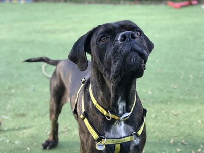 Nero | Italian Corso Dog Cross | Ilfracombe - 4