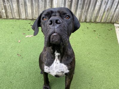 Nero | Italian Corso Dog Cross | Ilfracombe - 2