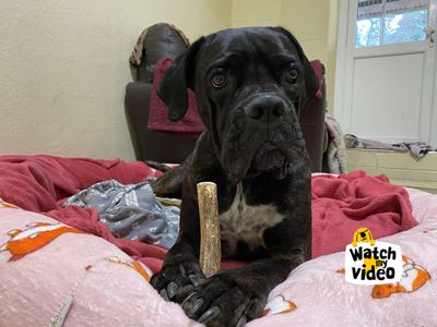 Nero | Italian Corso Dog Cross | Ilfracombe - 4