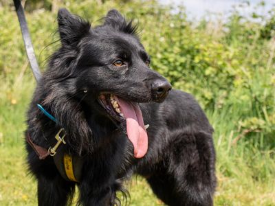Bear | German Shepherd Dog Cross | Shrewsbury (Shropshire) - 3