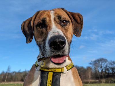 Timmy | Bulldog Cross | Glasgow - 2