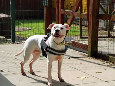 Chelsea | Terrier (Staffordshire Bull) | Merseyside (Liverpool) - 1