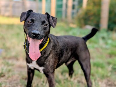 Terrier Pups Patterdale Terrier Cross Older Border Terriers For