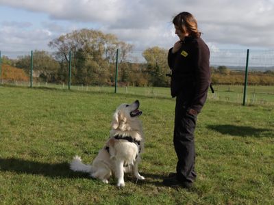 Moose | Retriever (Golden) | Evesham (Worcestershire) - 5