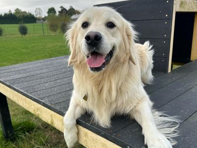 Moose | Retriever (Golden) | Evesham (Worcestershire) - 3
