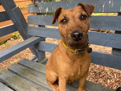Trigger | Terrier (Patterdale) Cross | Snetterton (Norfolk) - 3