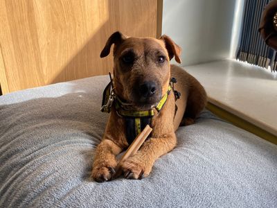Trigger | Terrier (Patterdale) Cross | Snetterton (Norfolk) - 5